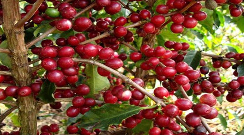 Santo Antão: Produtores esperam em 2018 concretização dos investimentos previstos para o sector cafeeiro – PE